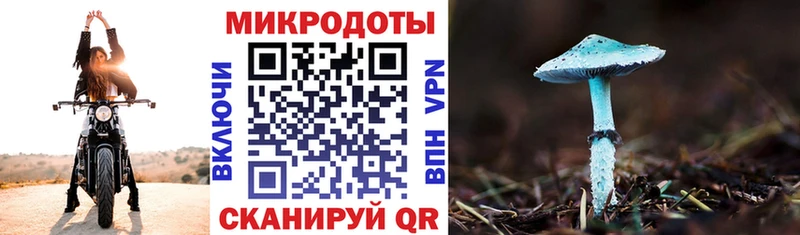 Псилоцибиновые грибы Psilocybe  Калтан 